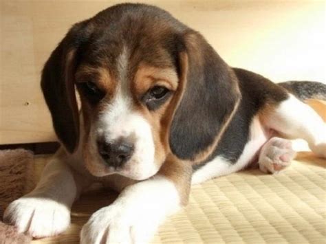 Free beagle puppies near me - Jan 24, 2018 · Mag Pie 24-02-02-00369. Dog meet and greets are by appointment only, please answer the questions below the bio, either through Petfinder,... » Read more ». 9 year old brothers, born and raised together. They are Lemon Beagles. 